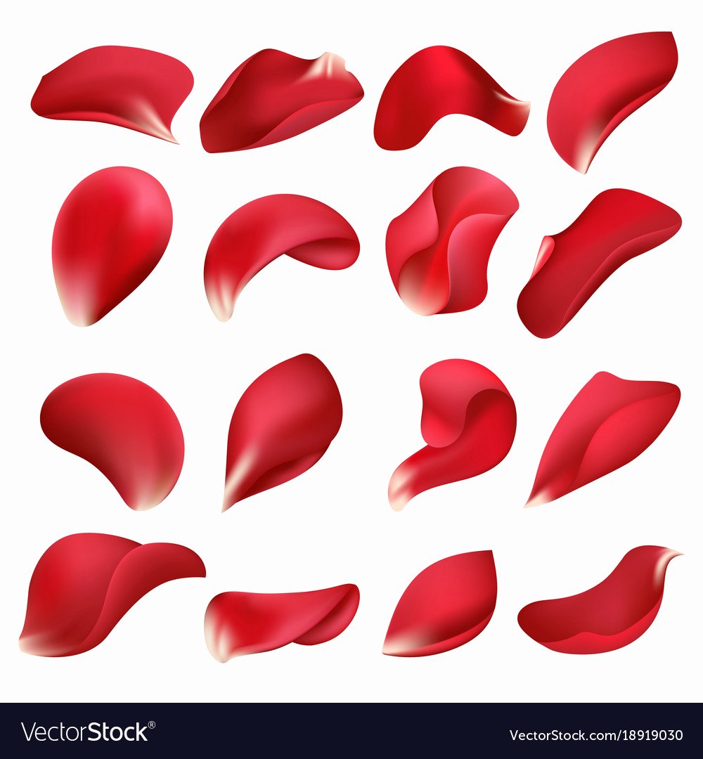 Rose Petal Svg Beautiful Realistic Red Rose Flower Petals isolated On White