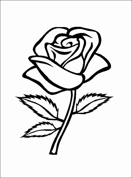 Rose Template Printable Elegant Flower Page Printable Coloring Sheets