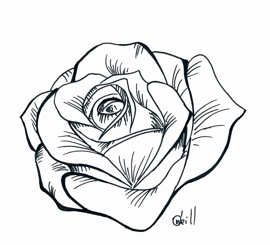 Rose Template Printable Fresh Rose Drawing Stencil at Getdrawings