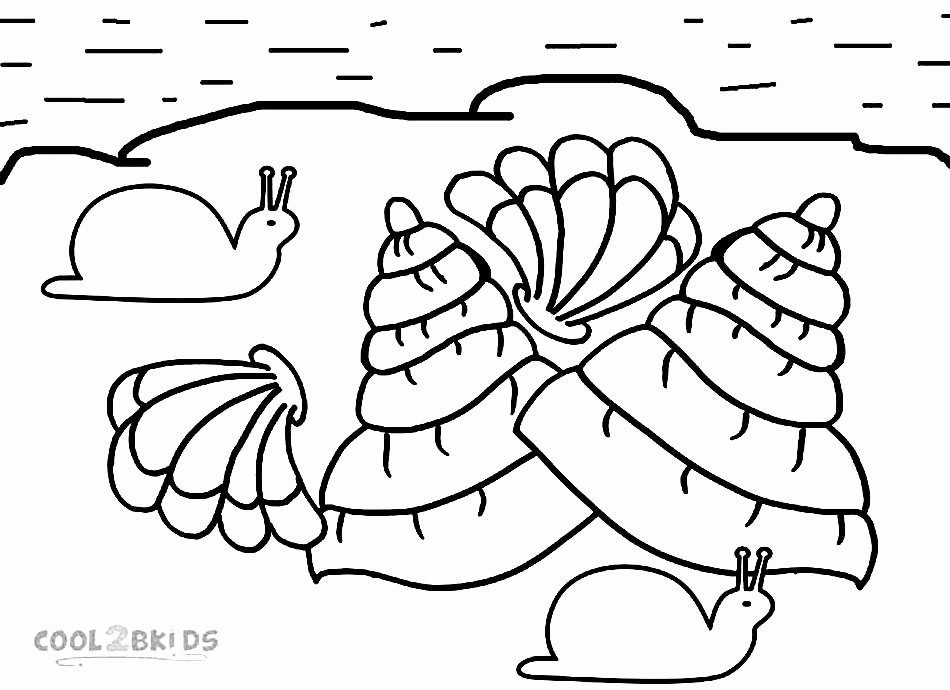 Seashell Template Printable Elegant Seashells Coloring Pages