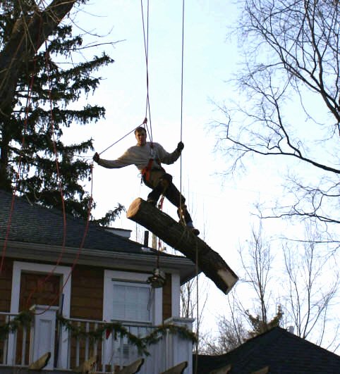 Tree Trimming Estimate Template Luxury Michigan Tree Service Tree Removal Tree Trimming Stump