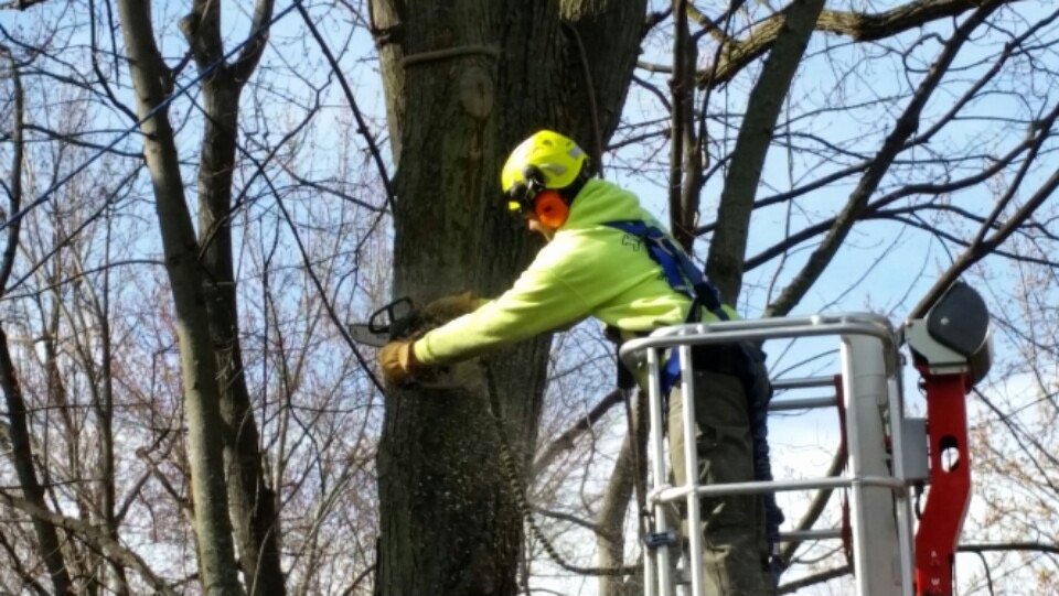 Tree Trimming Estimate Template Unique Jason’s Tree Service Gallery