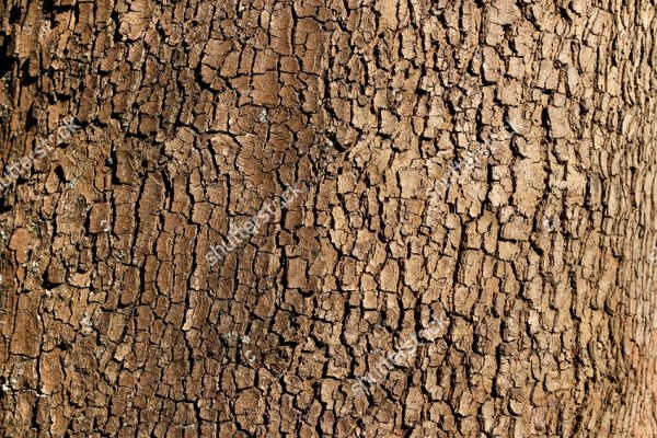 Tree Trunk Template New 10 Tree Textures Psd Eps Vector format Download