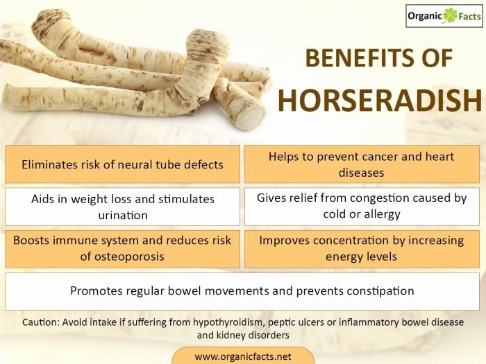 What is the Definition Of Impressive Luxury 11 Impressive Benefits Of Horseradish